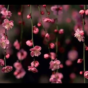 Meet your Posher, Lorena